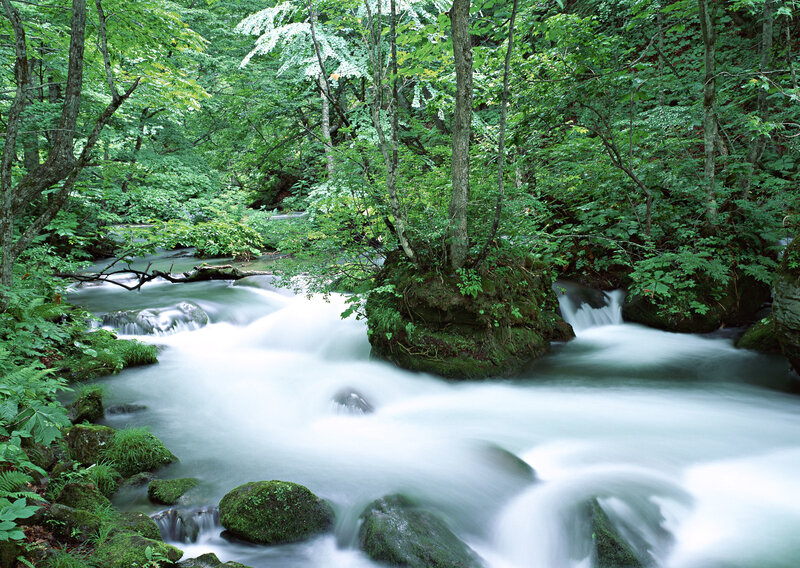 Stream in Forest — Summer