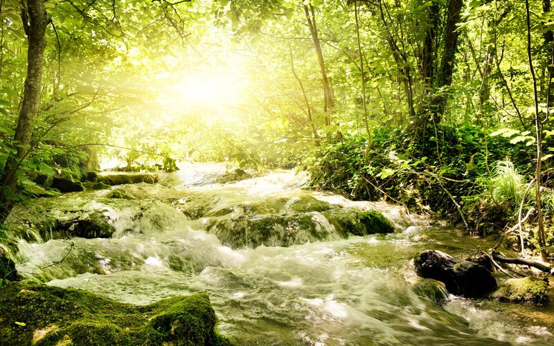 Stream in Forest — Sunlight