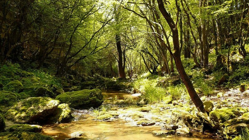 Stream in Forest