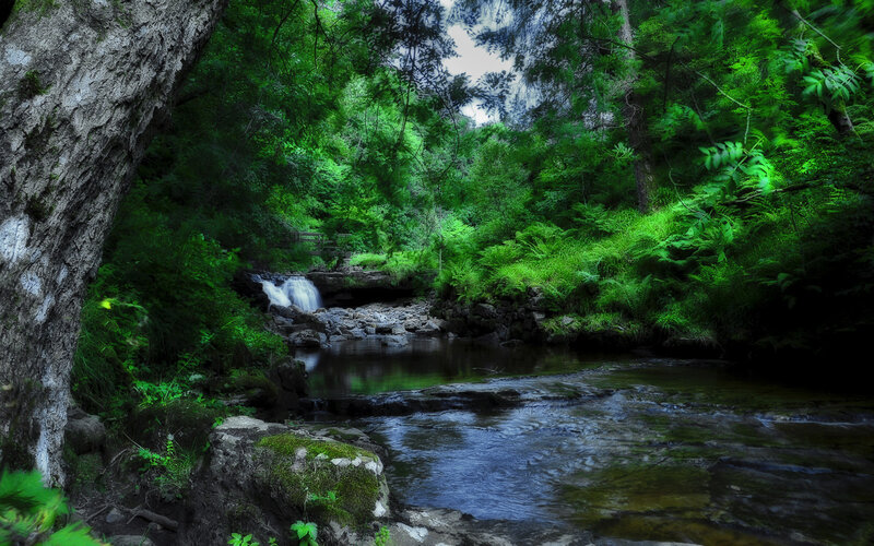Stream in Forest — Trees, Blue