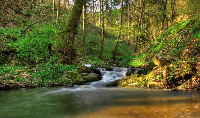 Stream in Forest — Trees, Brown