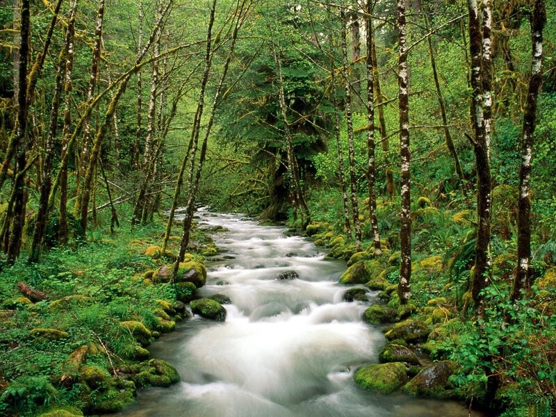Stream in Forest — Trees, Moss