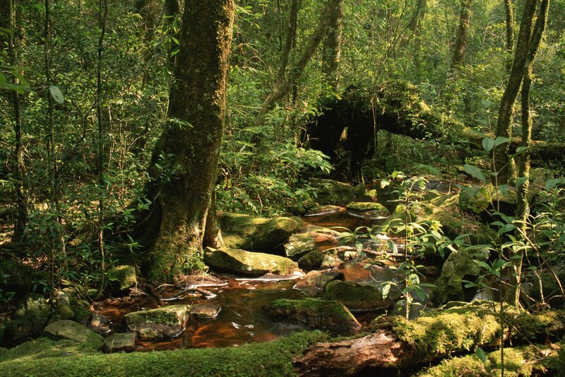 Stream in Forest — Trees, Rocks