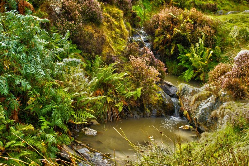 Stream in Forest Valley — Green, Serene, Afternoon, Photograph, Ferns