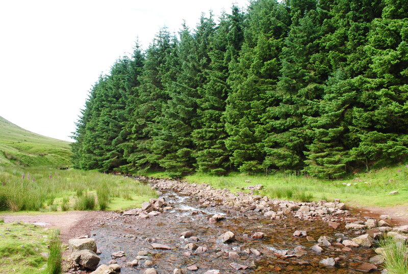 Stream in Forest Valley — Green, Serene, Afternoon, Photograph, Trees, Rocks, Grass