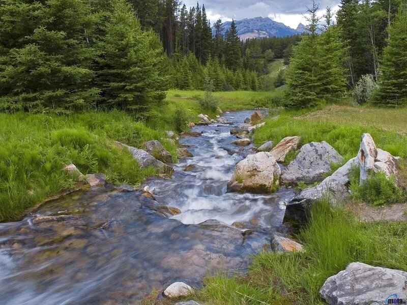 Stream in Forest Valley — Green, Serene, Afternoon, Photograph, Trees, Rocks, Mountains