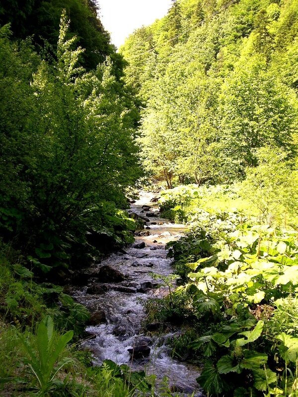 Stream in Forest Valley — Green, Serene, Afternoon, Photograph, Trees, Rocks, Plants