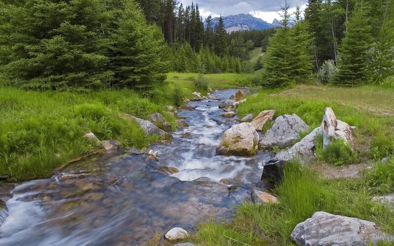 Stream in Forest Valley — Green, Serene, Afternoon