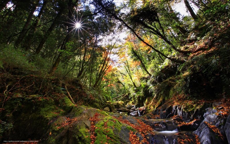Stream in Forest Valley — Green, Serene, Autumn