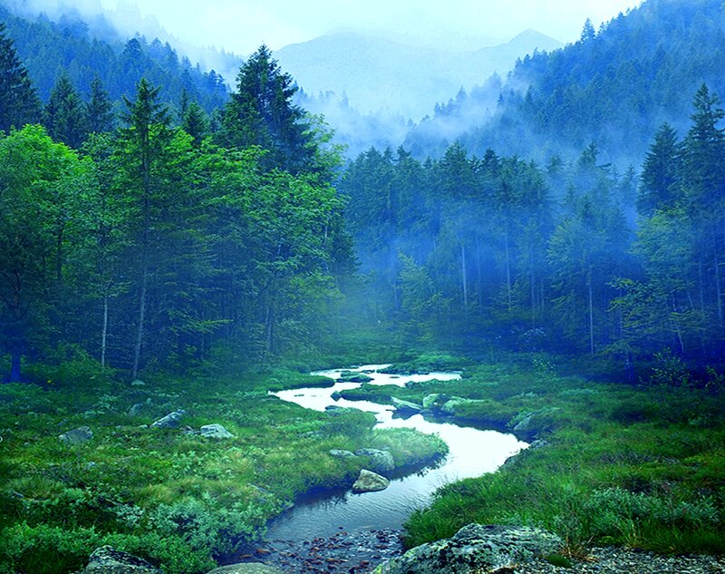 Stream in Forest Valley — Green, Serene, Morning, Photograph, Trees, Mountains