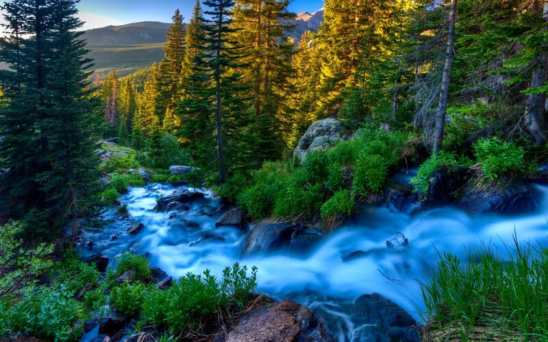 Stream in Forest Valley — Green, Serene, Morning