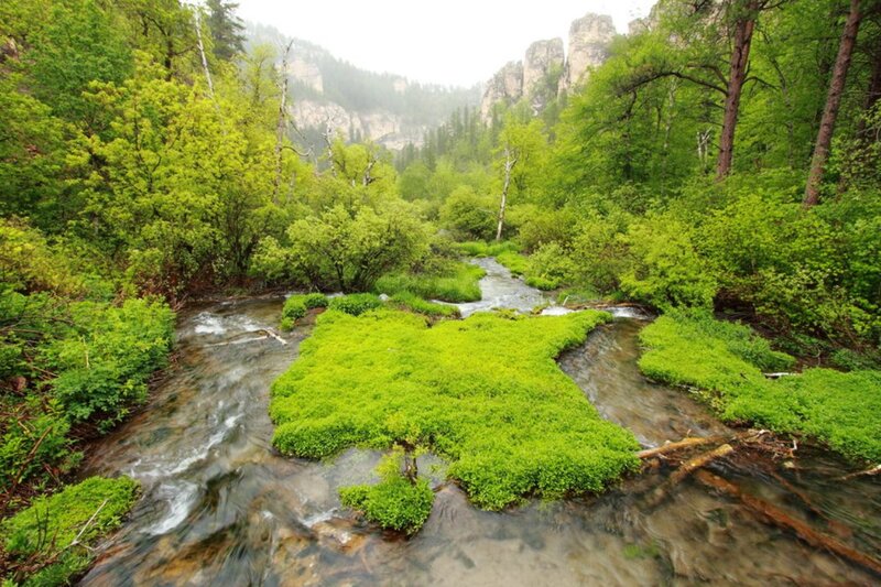 Stream in Forest Valley — Green, Serene, Spring, Photograph