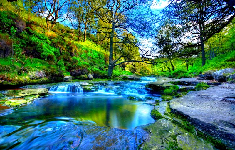 Stream in Forest Valley — Green, Serene, Spring, Photograph, Trees