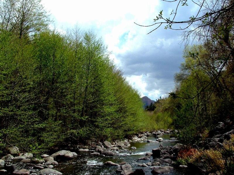 Stream in Forest Valley — Green, Serene, Spring