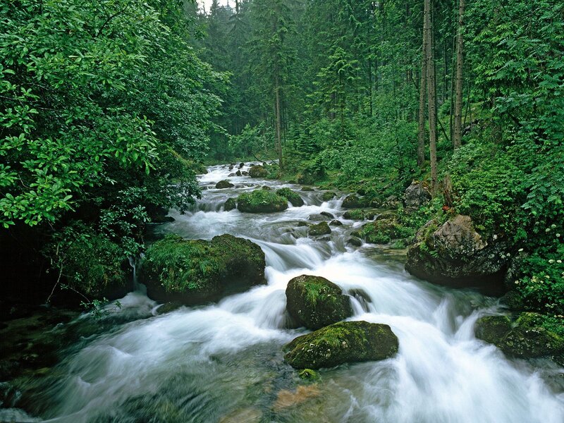 Stream in Forest — White, Brown