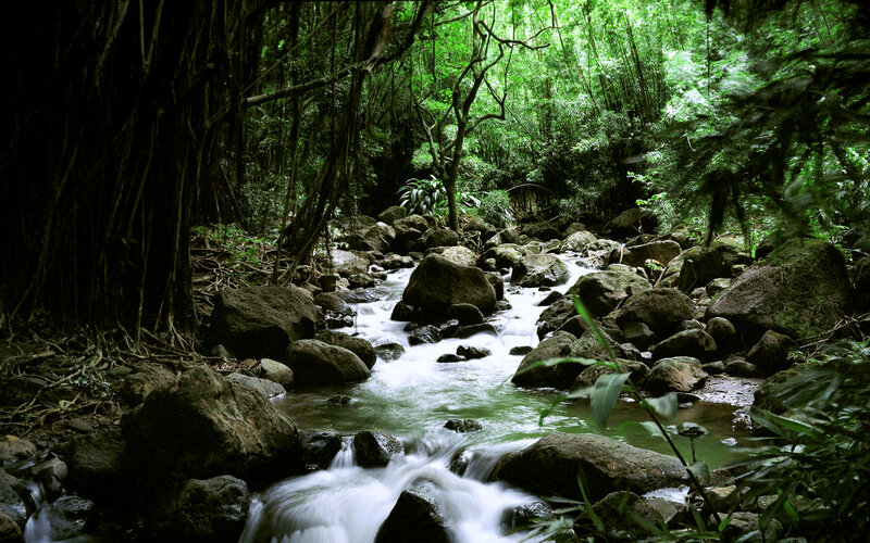 Stream in Forest — White