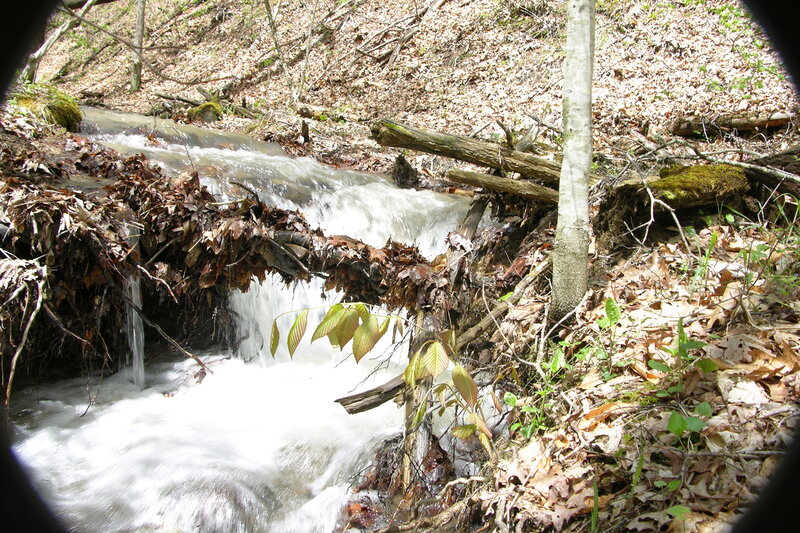 Stream in forest with fallen leaves