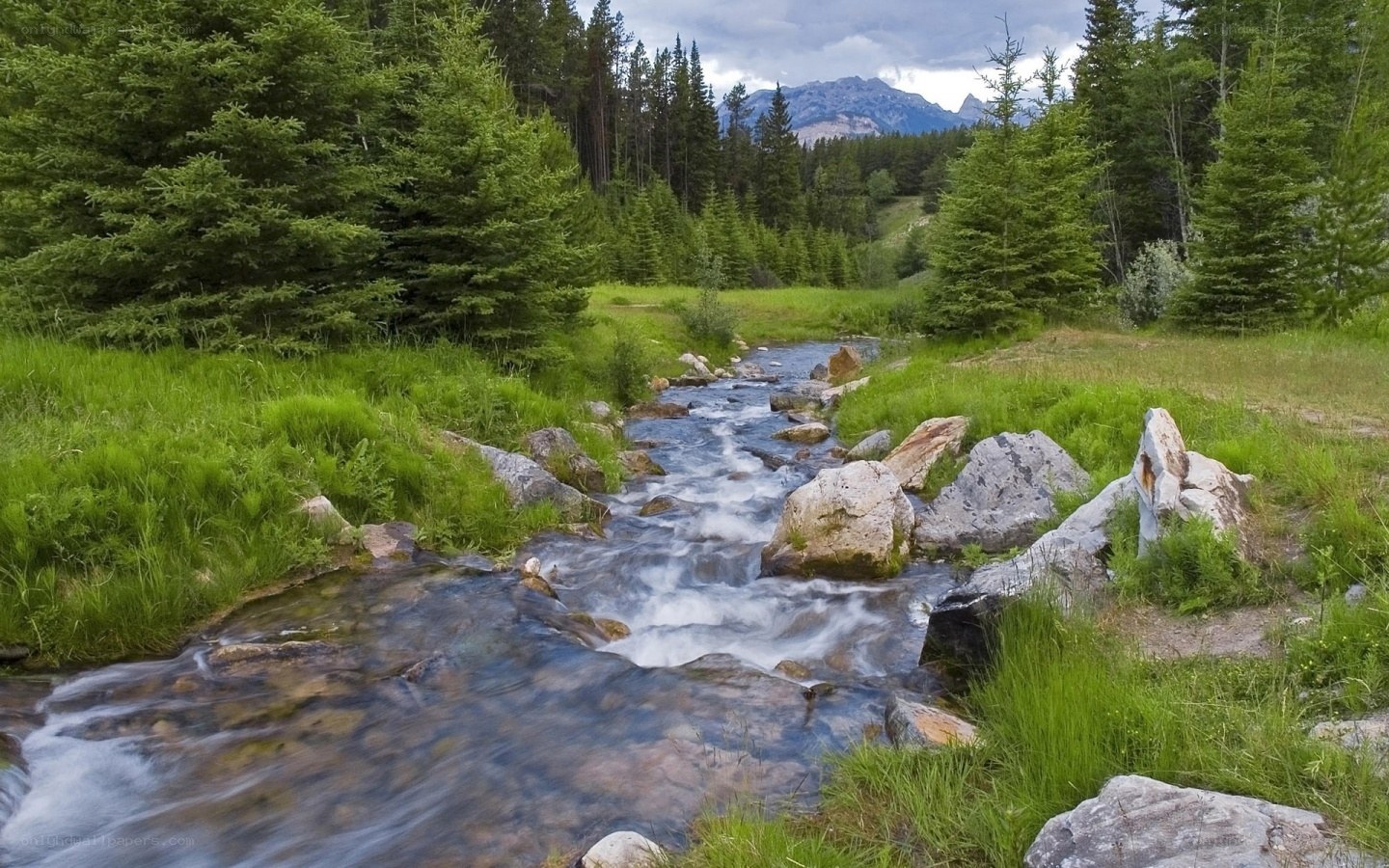 Stream in forest with mountains