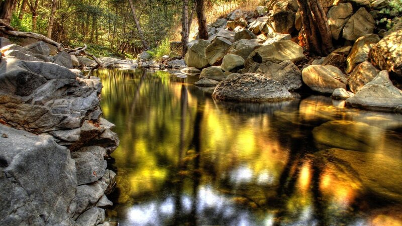 Stream in forest with reflections