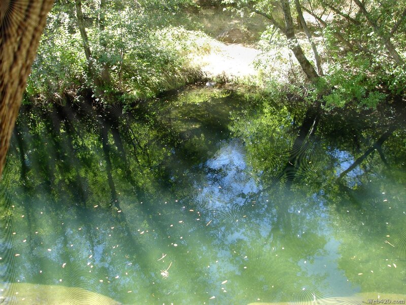 Stream in forest with reflections