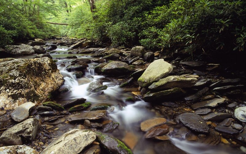 Stream in forest with rocks