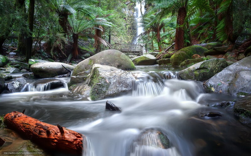 Stream in Forest with Waterfall