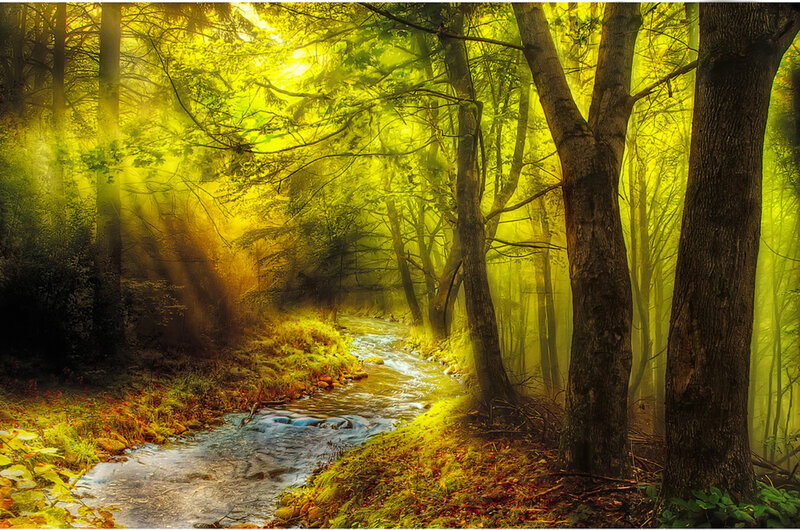 Stream in Forest — Yellow