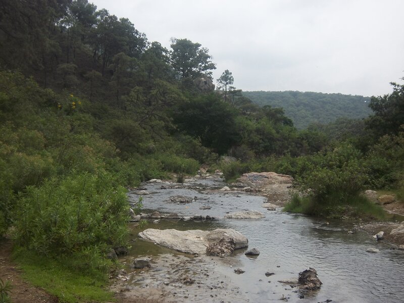 Stream in Forested Area