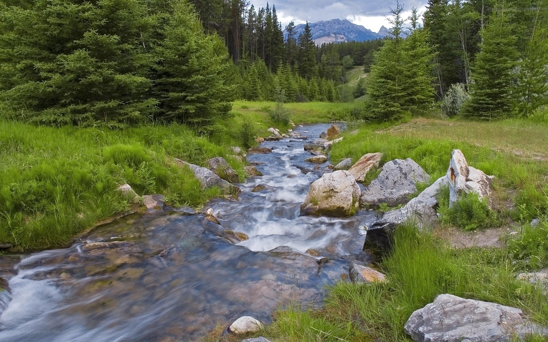 Stream in forested mountain valley