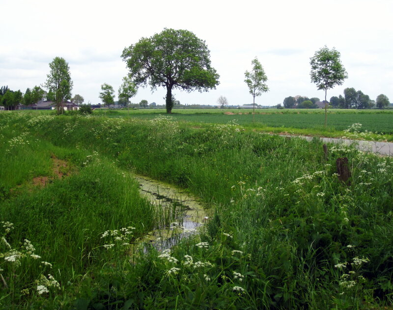 Stream in Green Field — Serene, Afternoon, Photograph