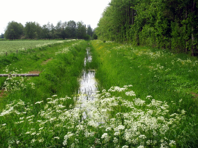Stream in Green Field — Serene, Spring