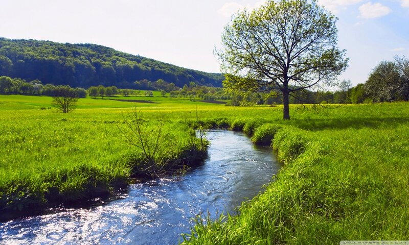 Stream in Green Field