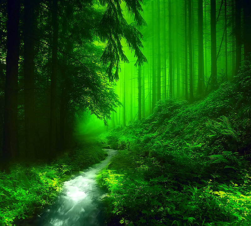 Stream in Green Forest — Mystical