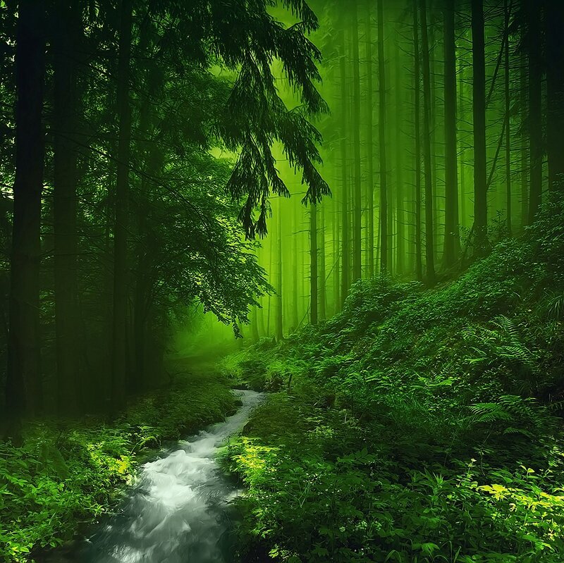 Stream in Green Forest — Serene, Morning