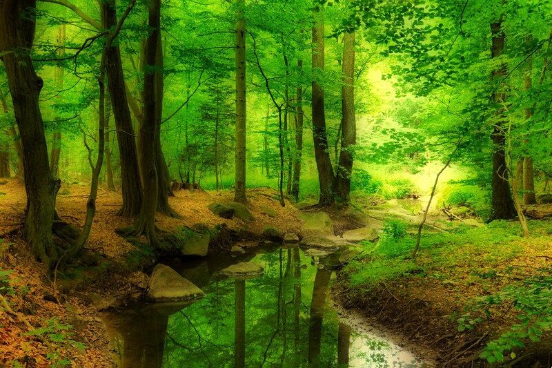 Stream in Green Forest