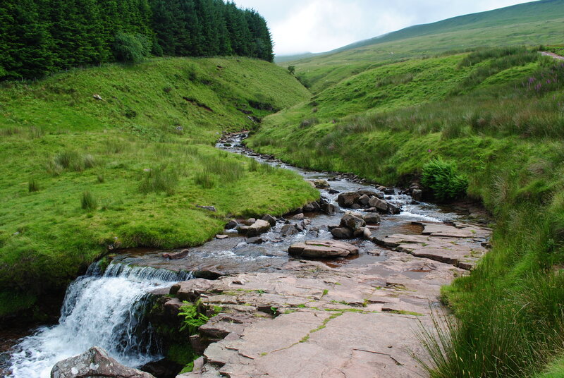 Stream in Green Valley — Serene, Morning