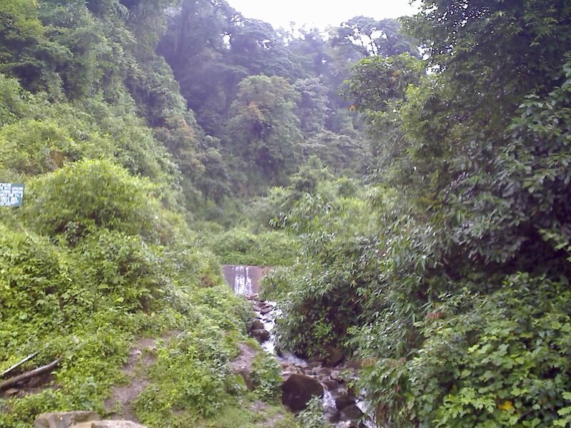 Stream in lush forest