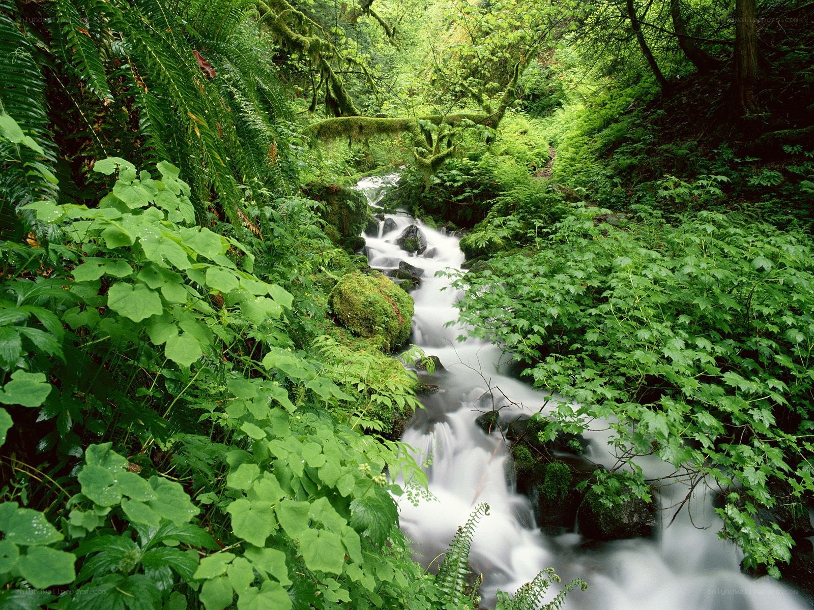 Stream in lush forest