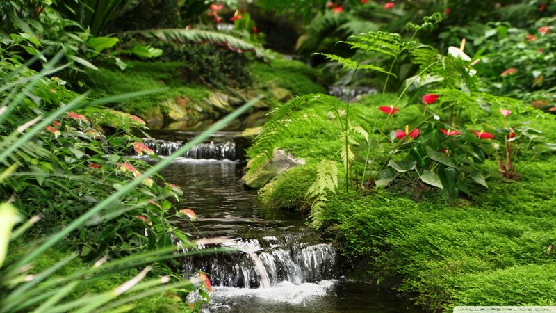 Stream in Lush Garden