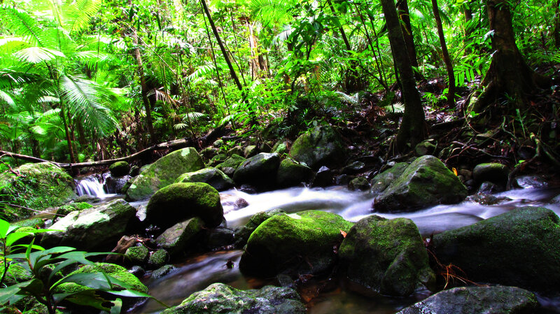 Stream in lush green forest