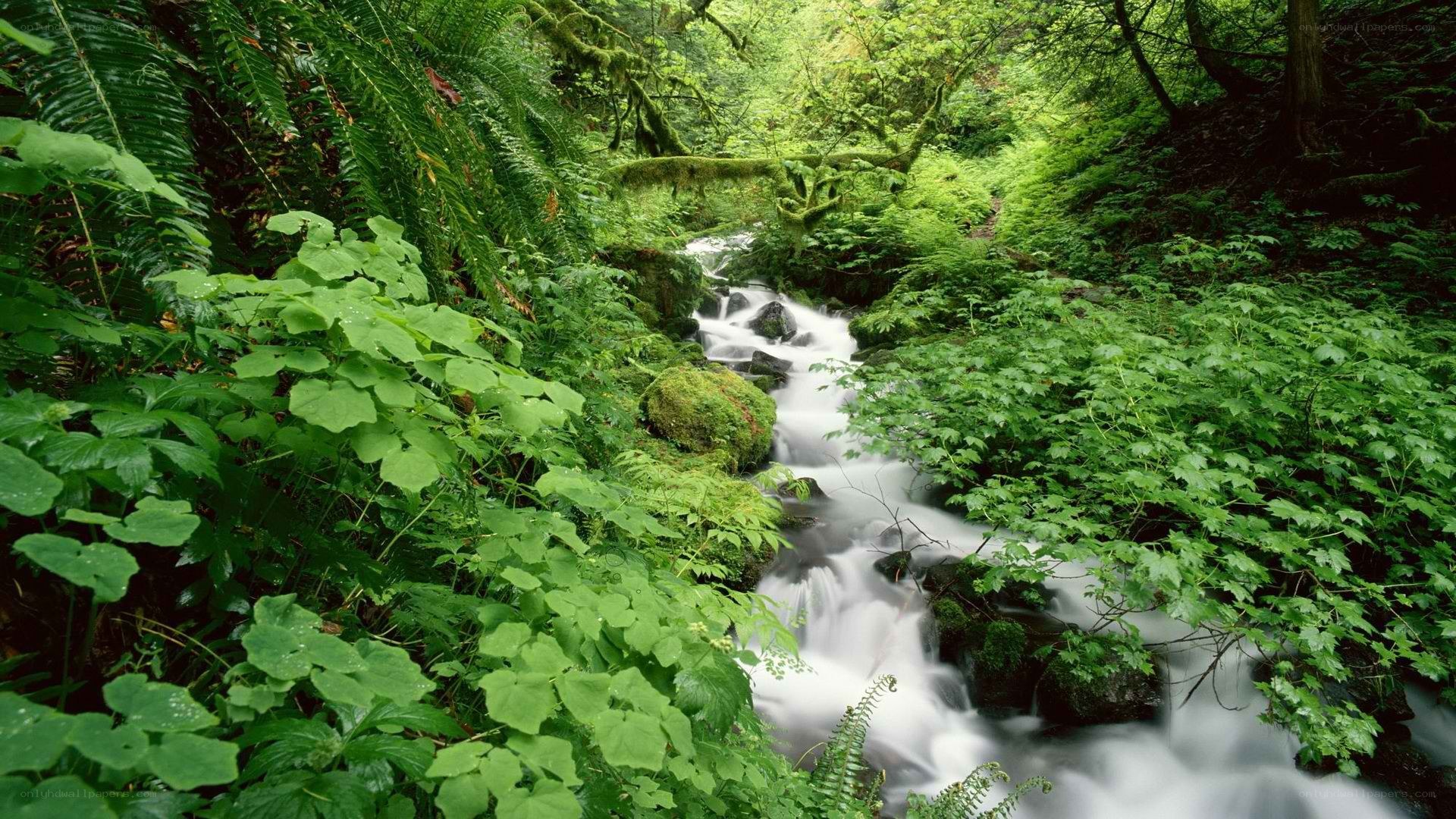 Stream in lush green forest