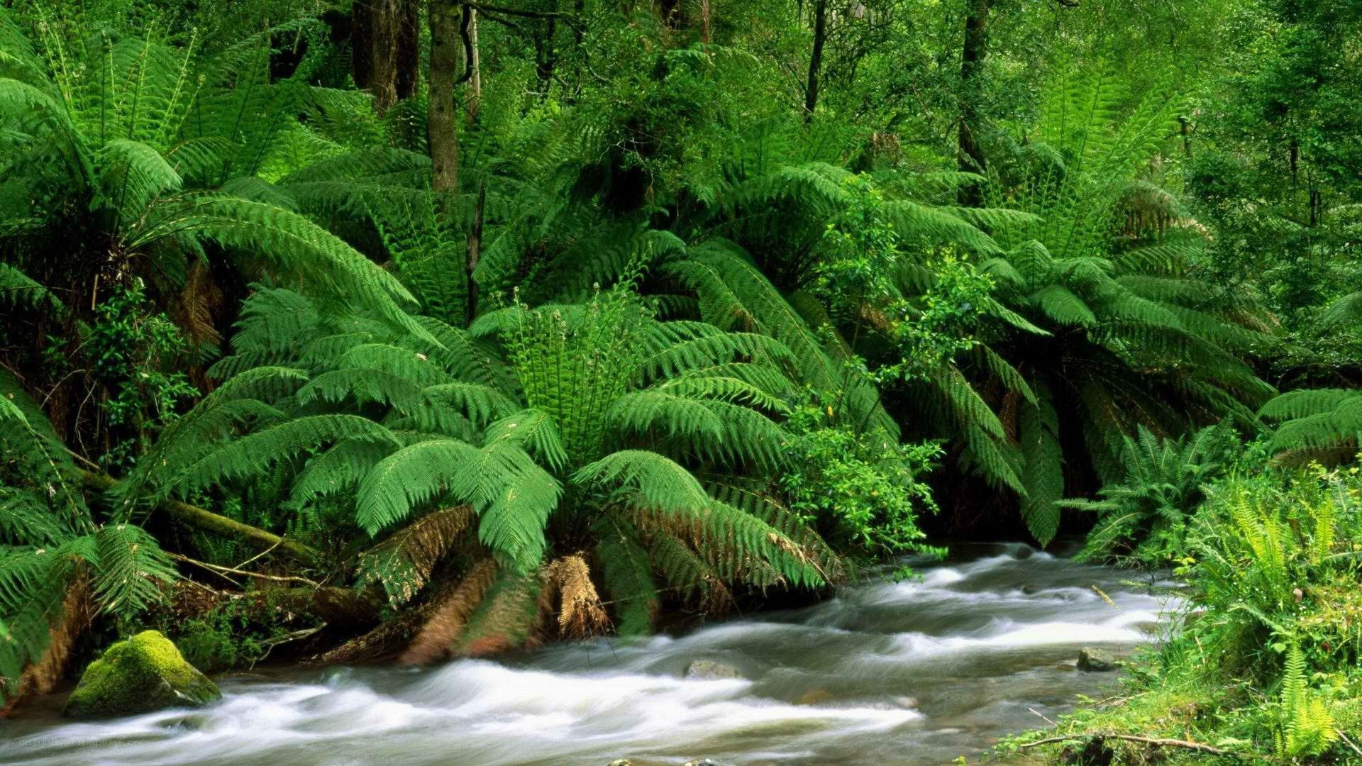 Stream in lush green forest