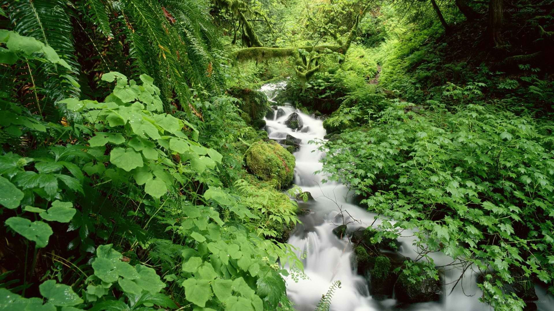 Stream in lush green forest