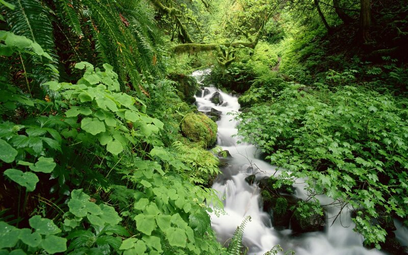 Stream in lush green forest