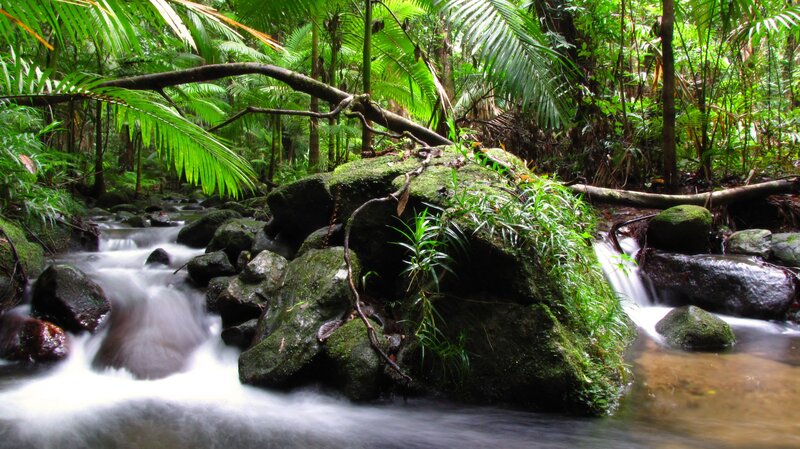 Stream in lush rainforest