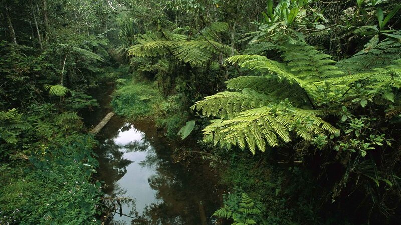 Stream in lush rainforest