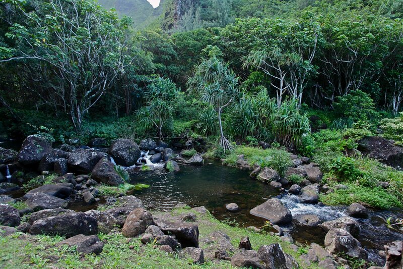 Stream in lush tropical forest
