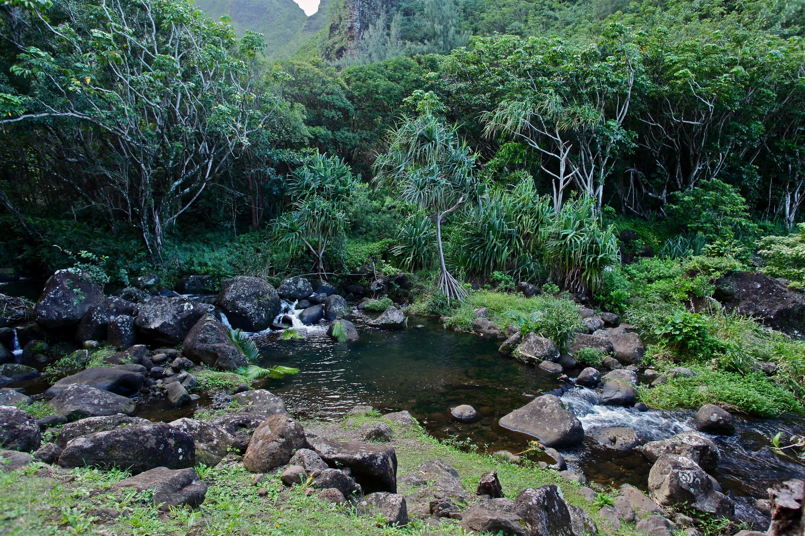 Stream in lush tropical forest