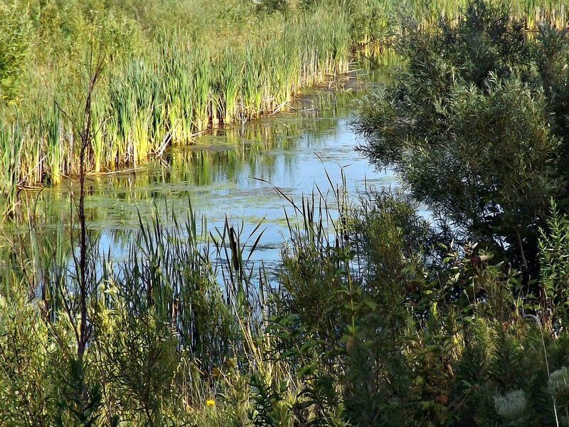 Stream in Marshland — Green