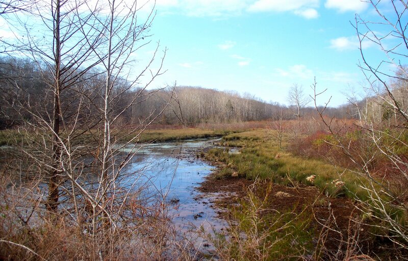 Stream in Marshland
